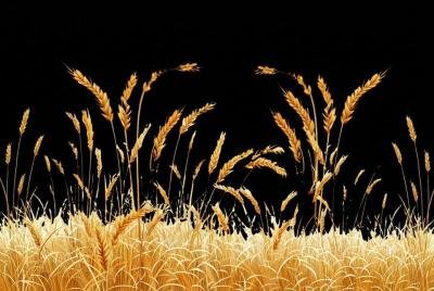 Fungicide