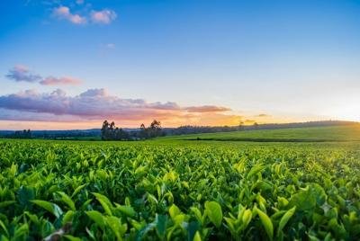 Plant Growth Regulator