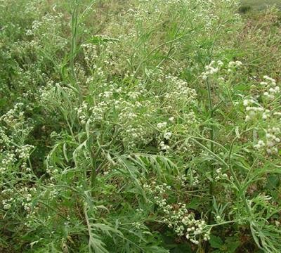 Herbicide