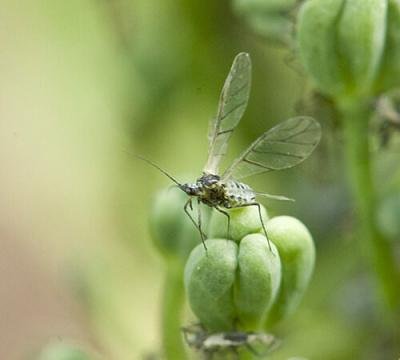 insecticides