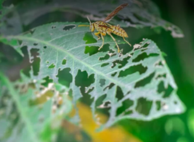 Insecticides