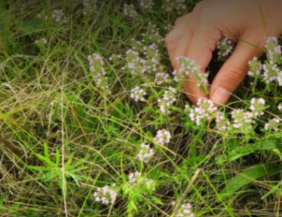 Herbicides